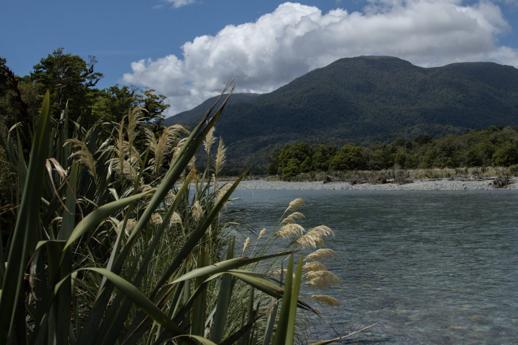 New Zealand bush growing to the rivers edge