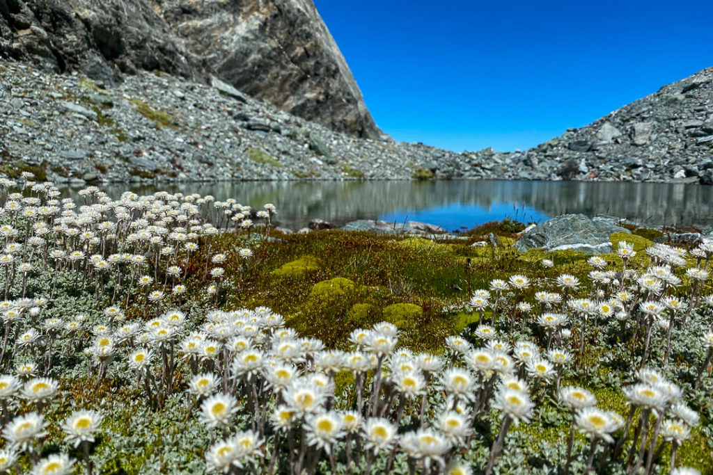 Mountain flowers on the Thick Ice adventure